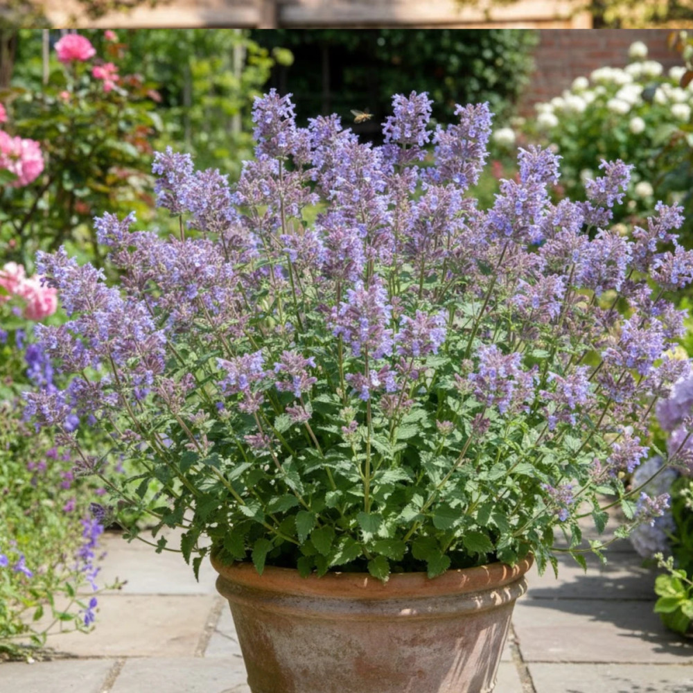 Herbe aux chats - Menthe des chats racemosa Grog, Nepeta