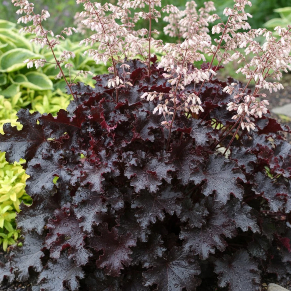 Heuchere Black Beauty®