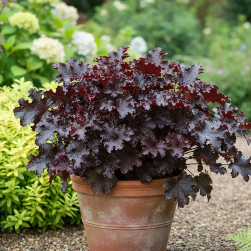 Heuchere Black Beauty®
