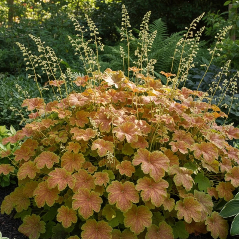 Heuchere Delta Dawn®