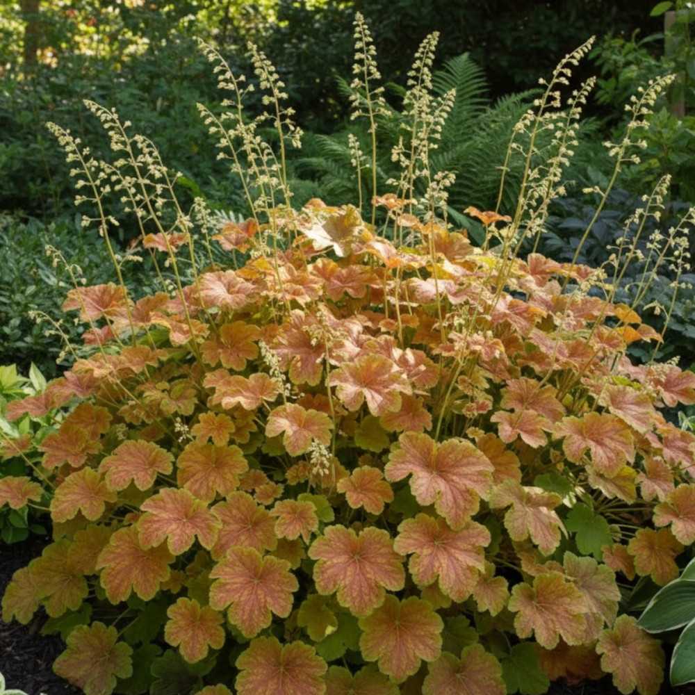 Heuchere Delta Dawn®
