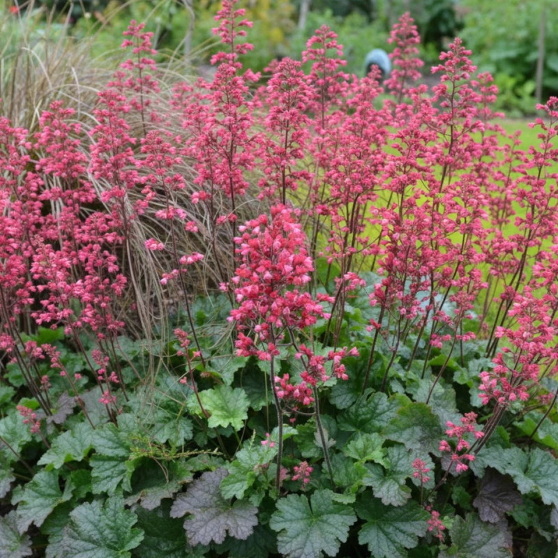 Heuchere Flower Power®