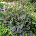 Heuchere Green Spice