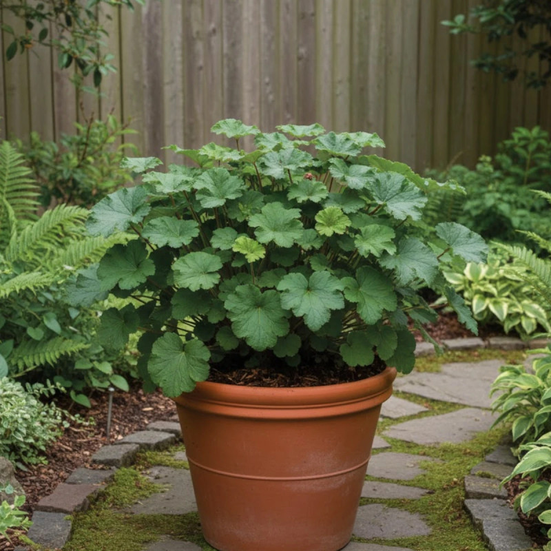 Heucherella Dayglow Pink®