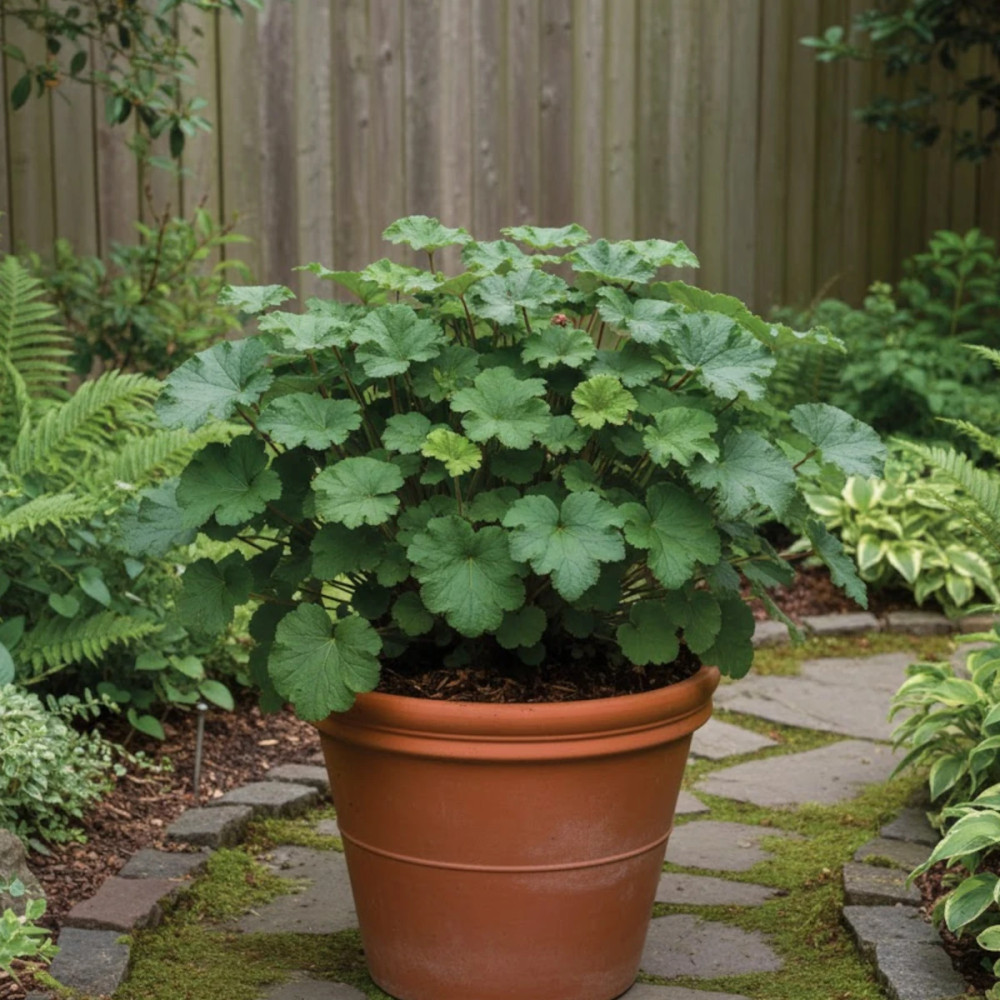Heucherella Dayglow Pink®