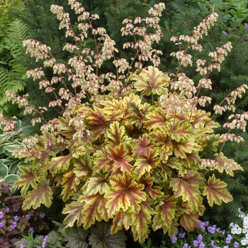 Heucherella Golden Zebra®