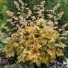 Heucherella Golden Zebra®