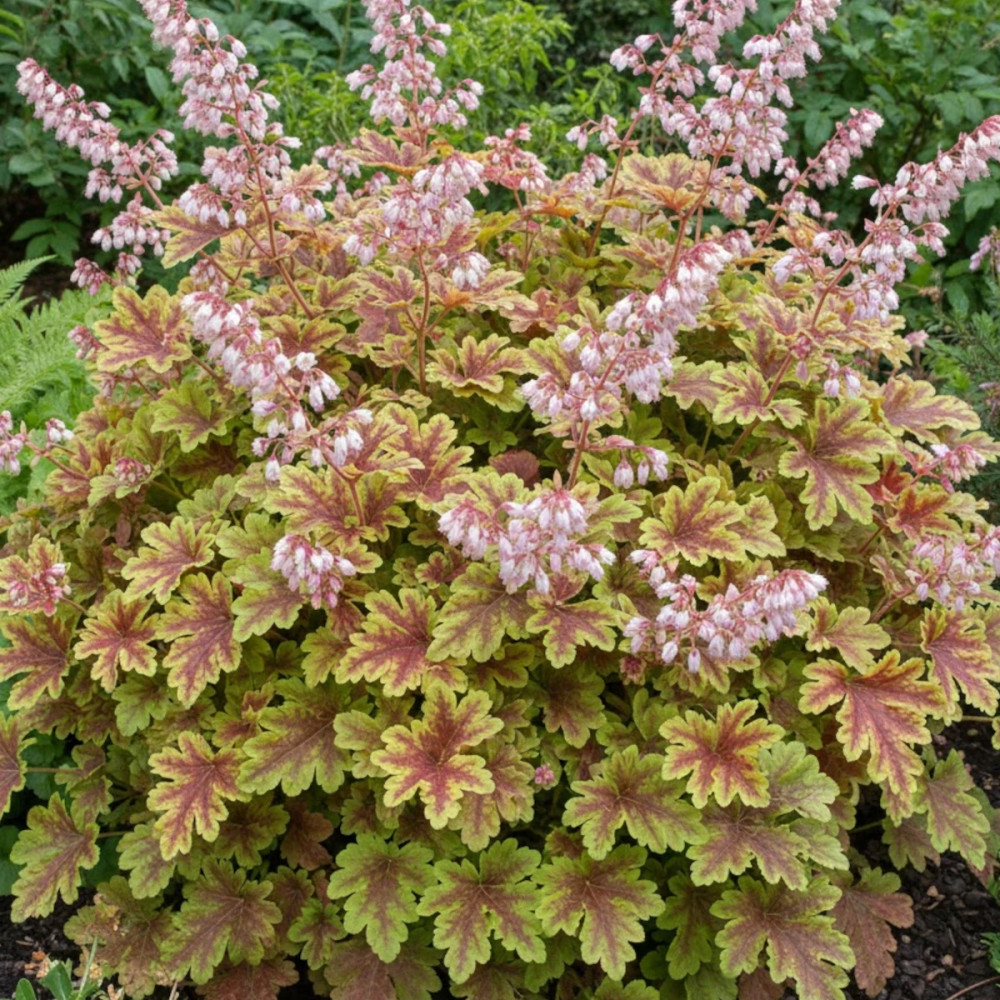 Heucherella Golden Zebra®