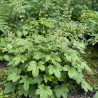 Heucherella Kimono®