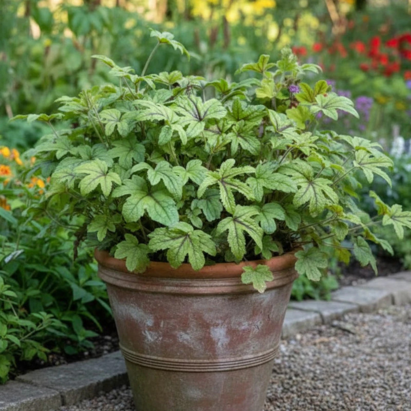 Heucherella Kimono®