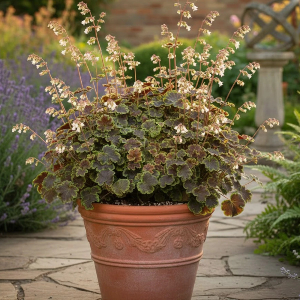 Heucherella Solar Eclipse