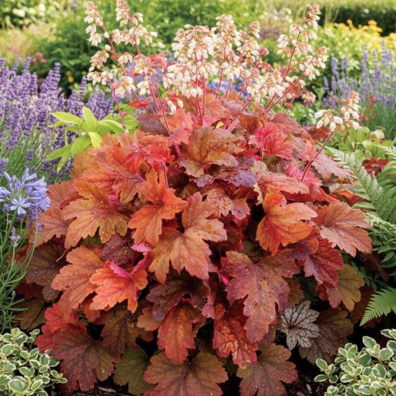 Heucherella Sweet Tea®