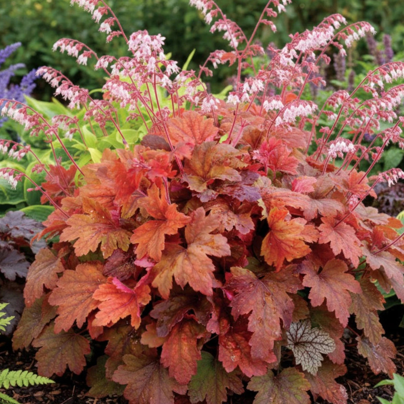 Heucherella Sweet Tea®
