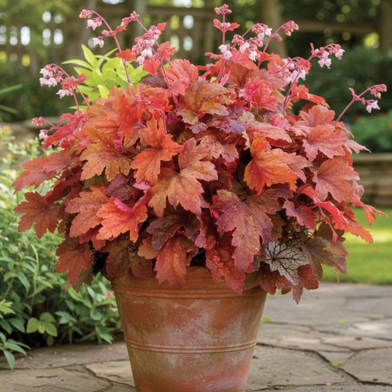 Heucherella Sweet Tea®