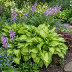 Hosta Albopicta