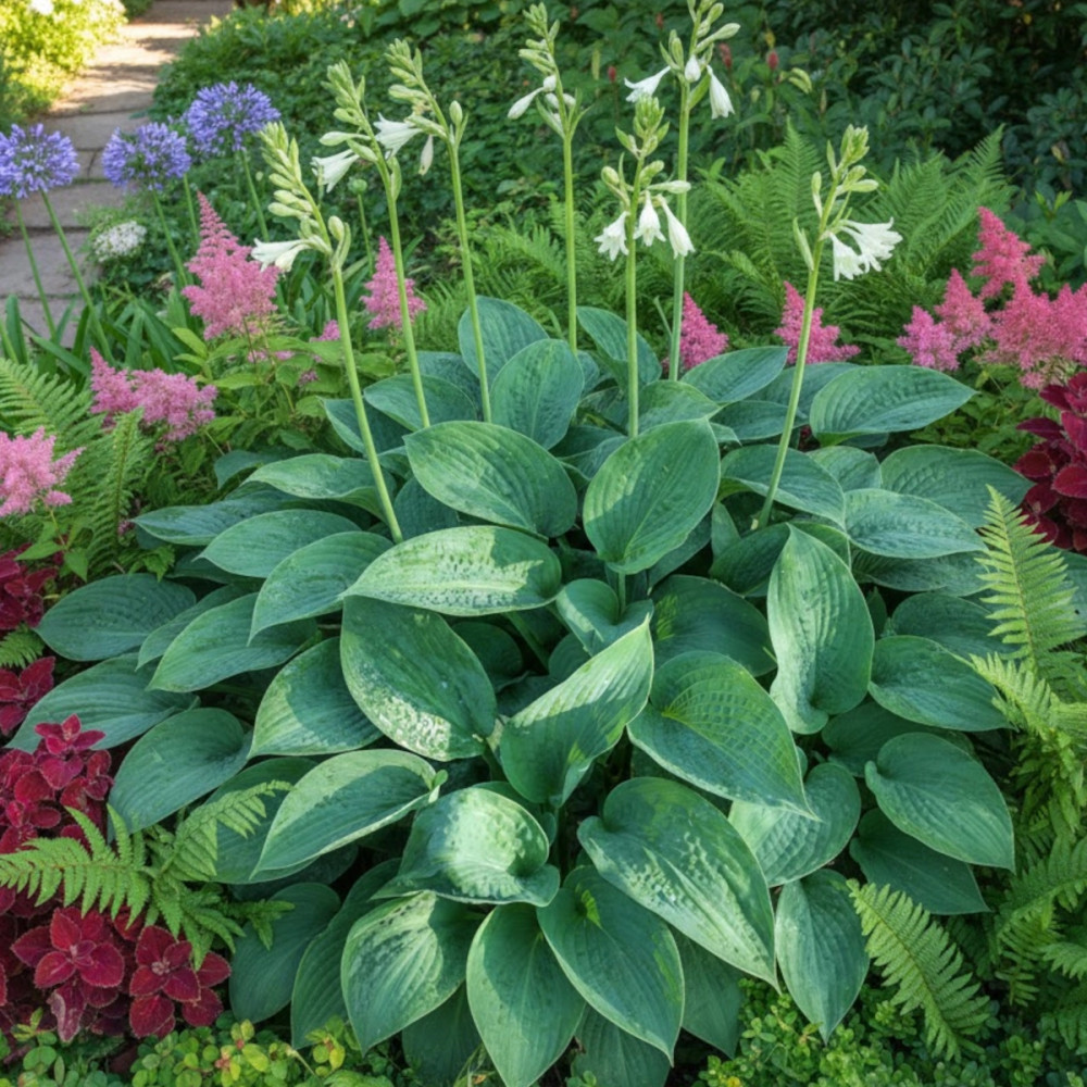 Hosta Bressingham Blue