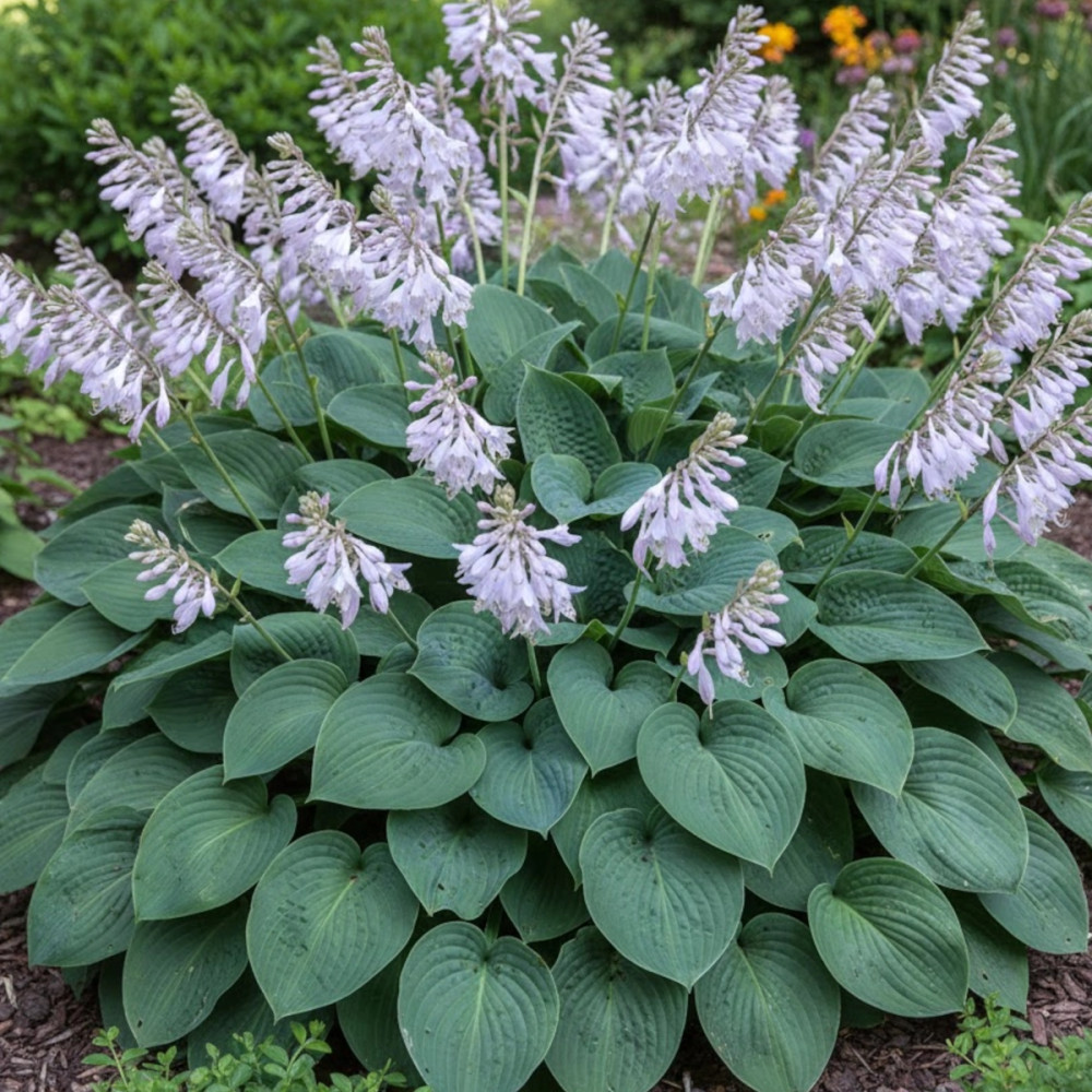 Hosta Bressingham Blue