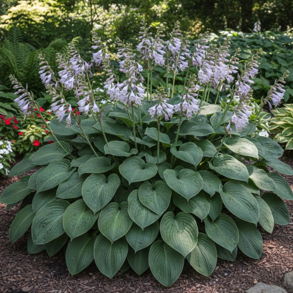 Hosta de Siebold Elegans