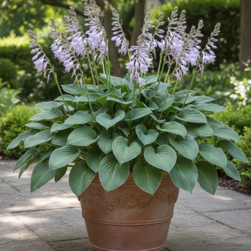 Hosta Devon Green