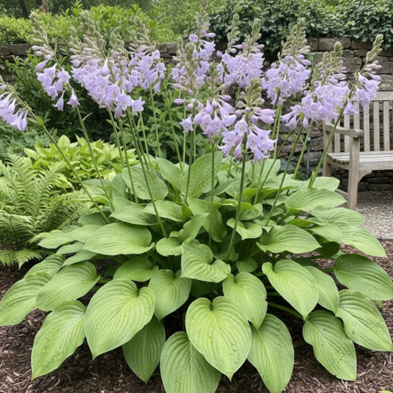 Hosta elata