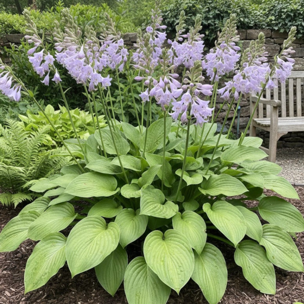 Hosta elata