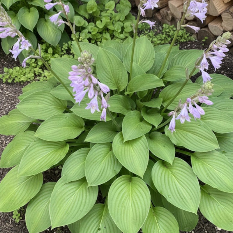 Hosta elata