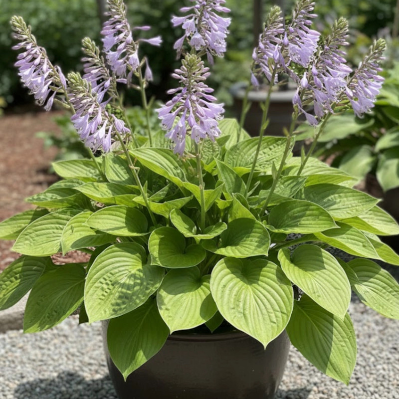 Hosta elata