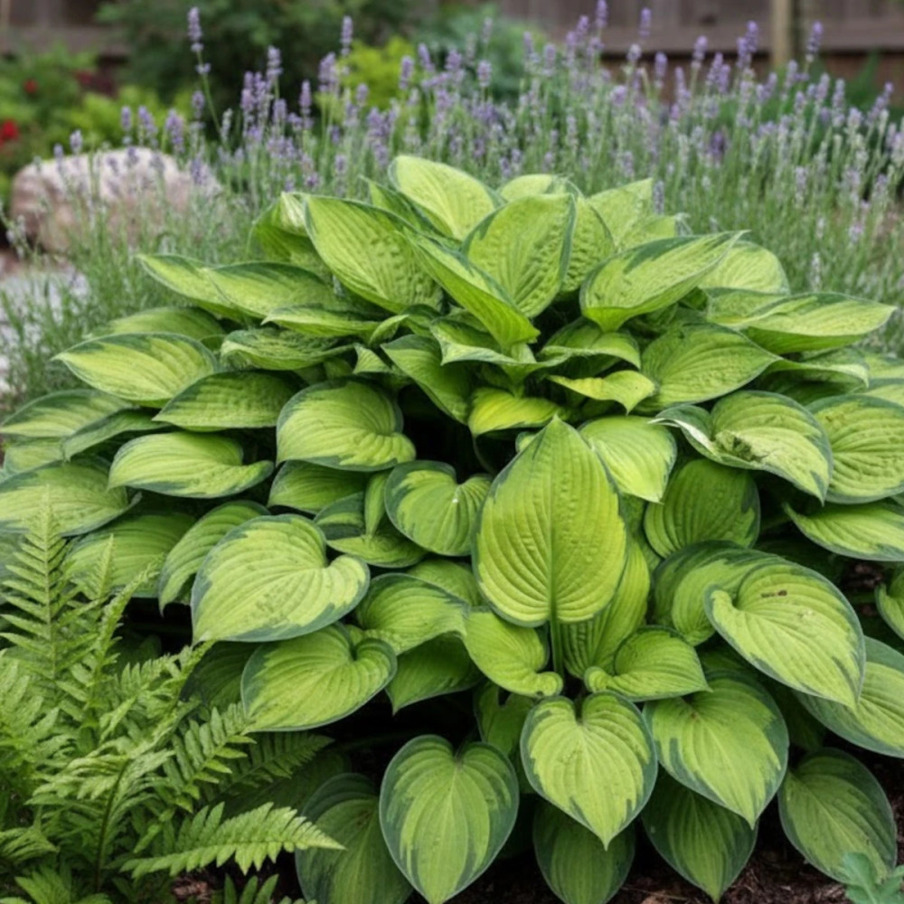 Hosta Gold Standard