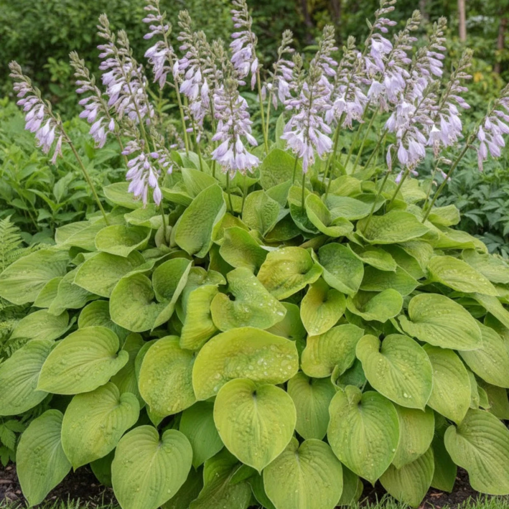 Hosta Golden Medallion Hosta Golden Medallion