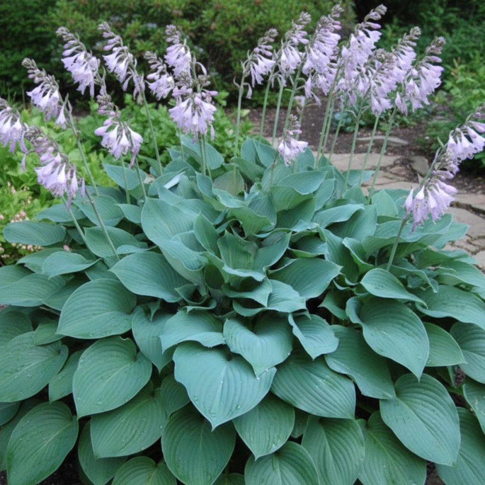 Hosta Halcyon