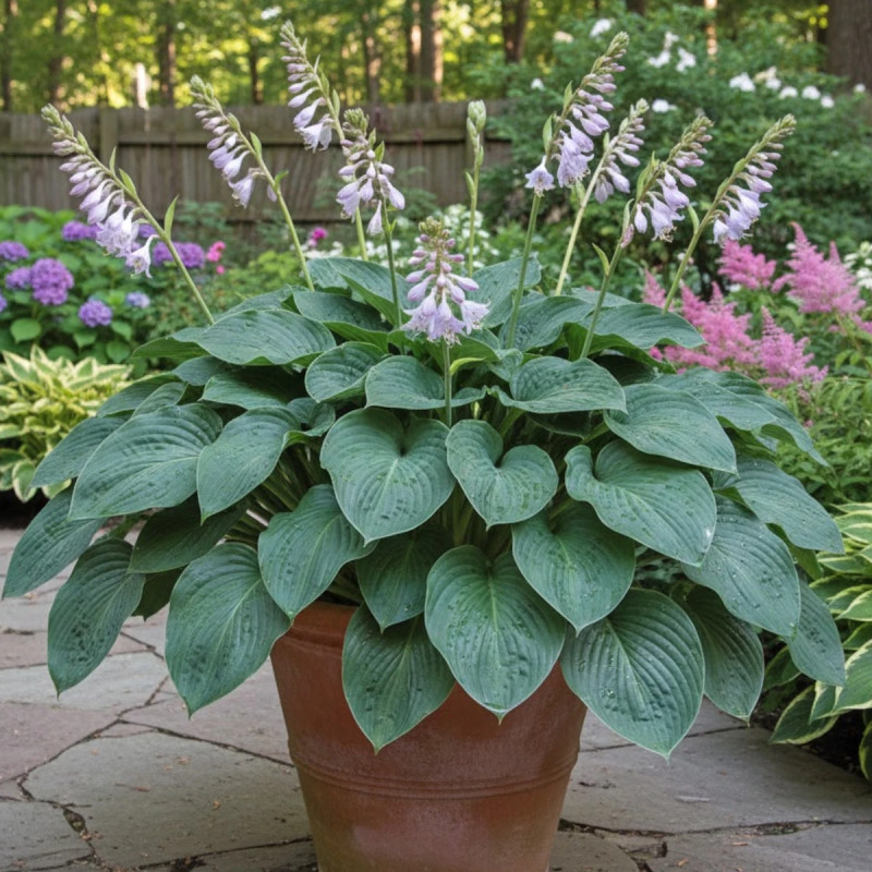 Hosta Halcyon