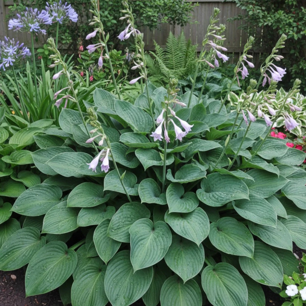 Hosta Krossa Regal