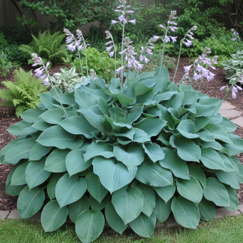 Hosta Krossa Regal