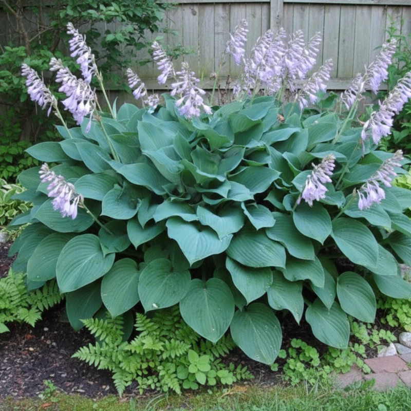 Hosta Krossa Regal