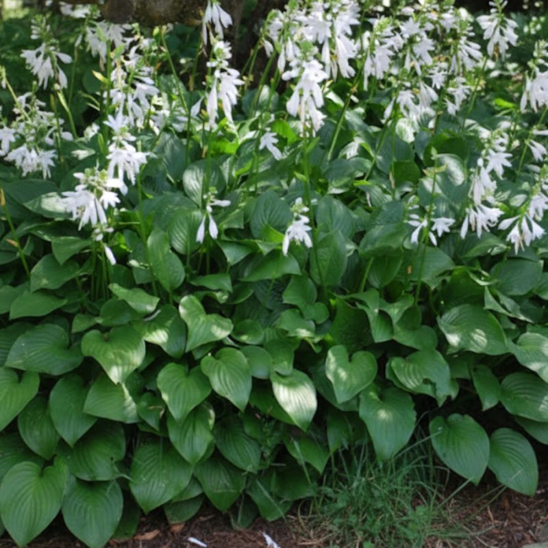 Hosta Royal Standard
