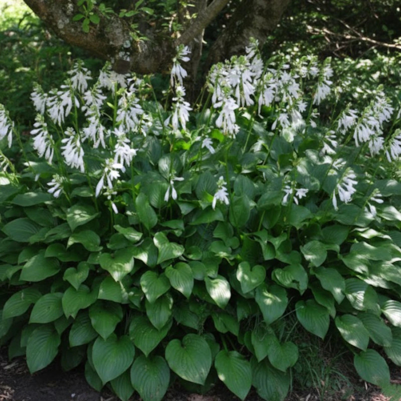 Hosta Royal Standard