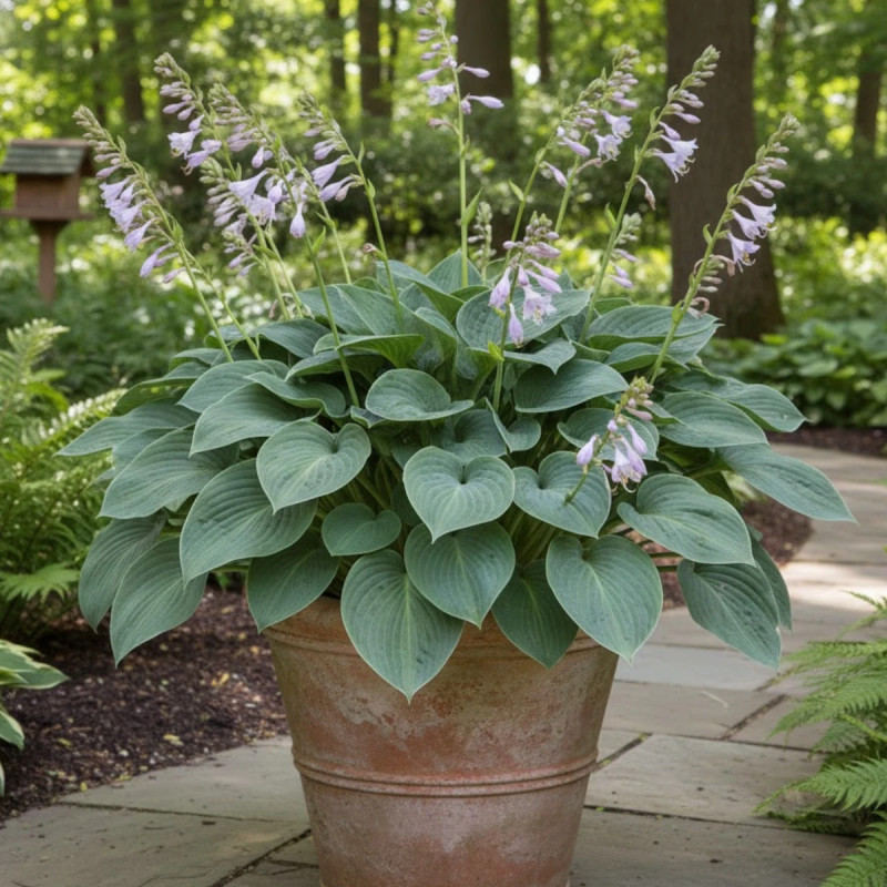 Hosta sieboldiana