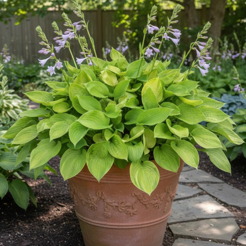 Hosta Sum and Substance