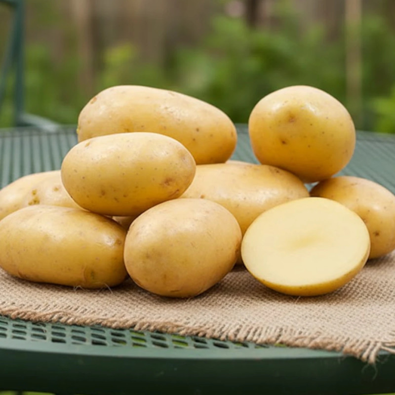 Plants de pomme de terre Gourmandine