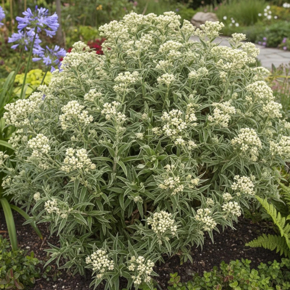 Immortelle de Virginie