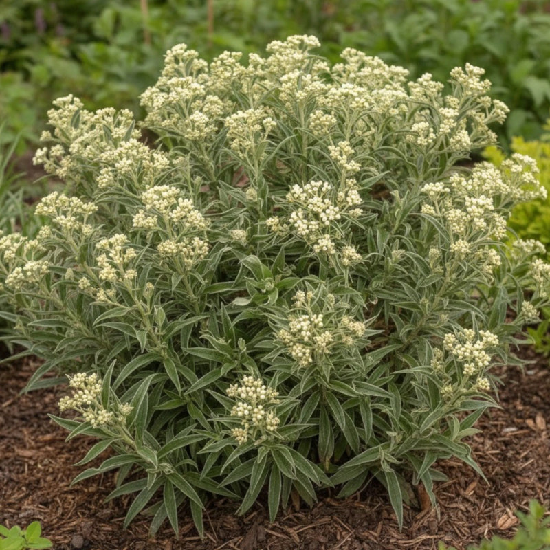 Immortelle de Virginie