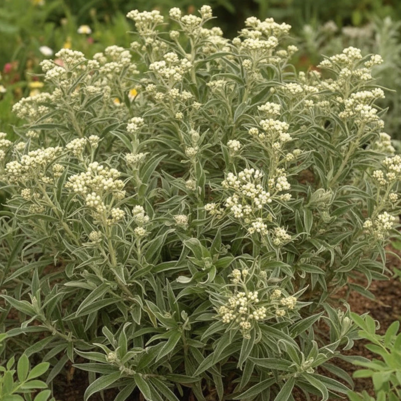 Immortelle de Virginie