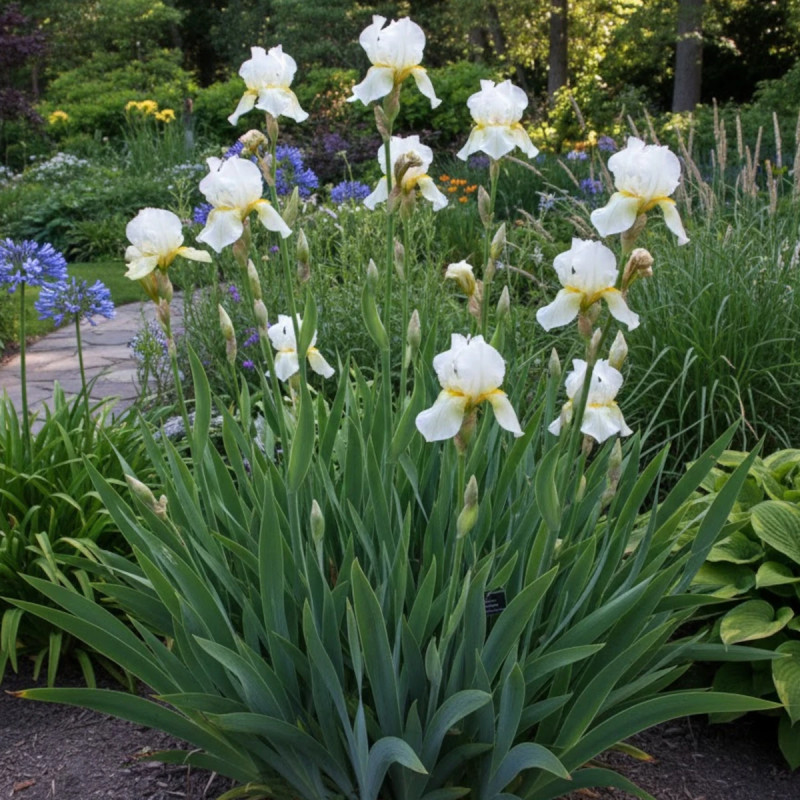 Iris de Sibérie Chartreuse Bounty