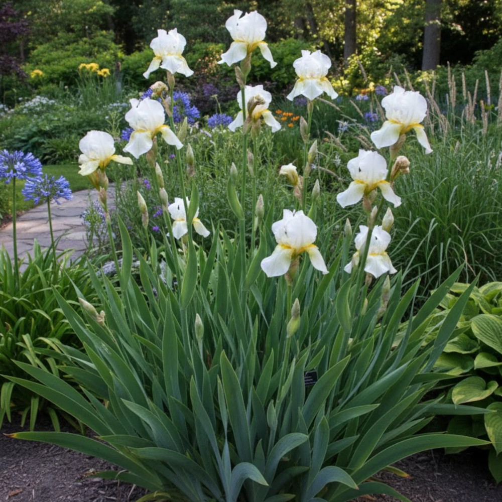 Iris de Sibérie Chartreuse Bounty