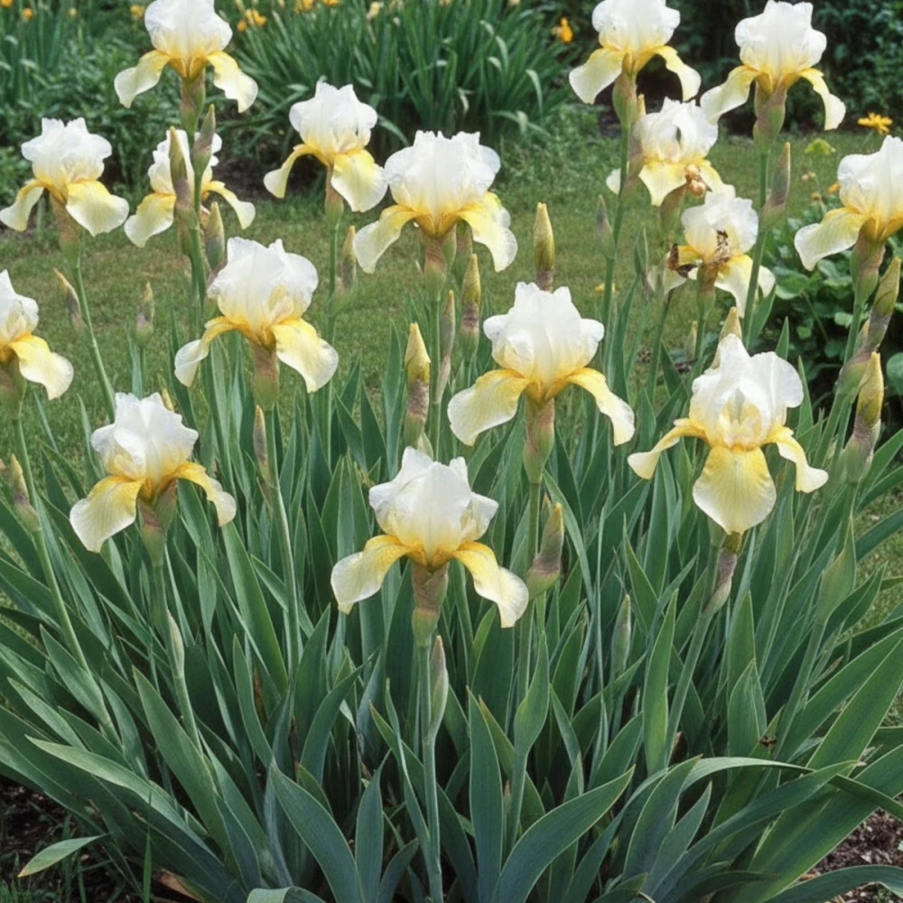 Iris de Sibérie Chartreuse Bounty