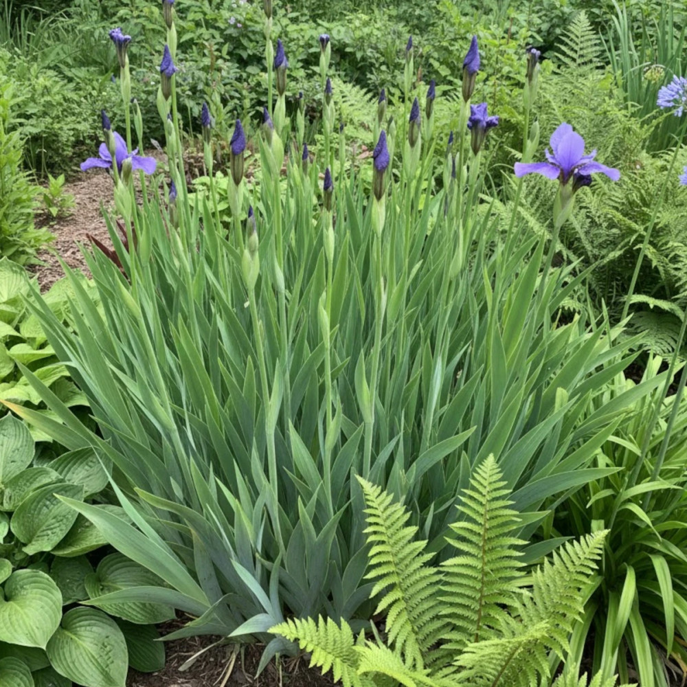 Iris de Sibérie Pirouette