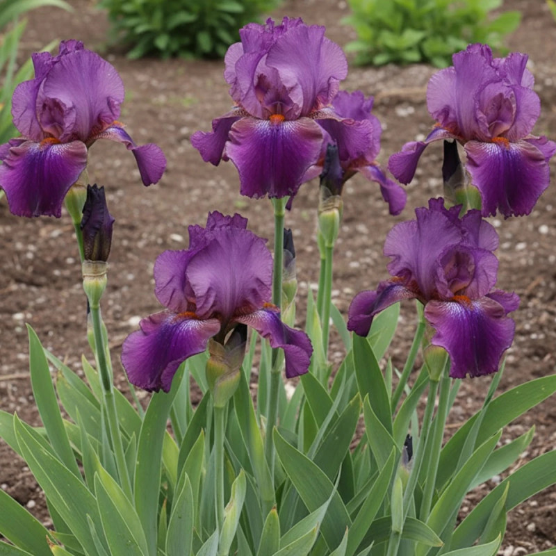 Iris des jardins Ambroise