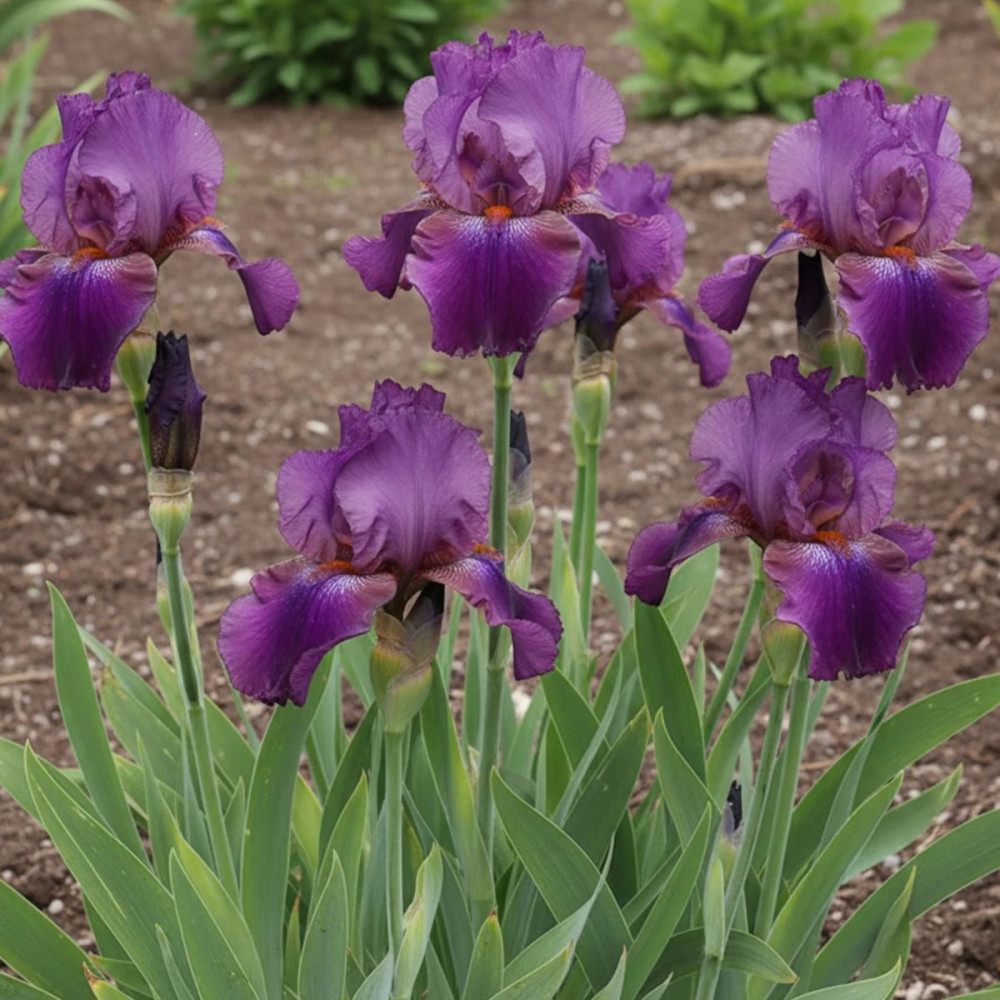 Iris des jardins Ambroise