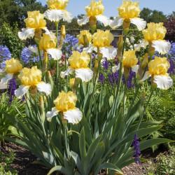 Iris des jardins Antique Ivory