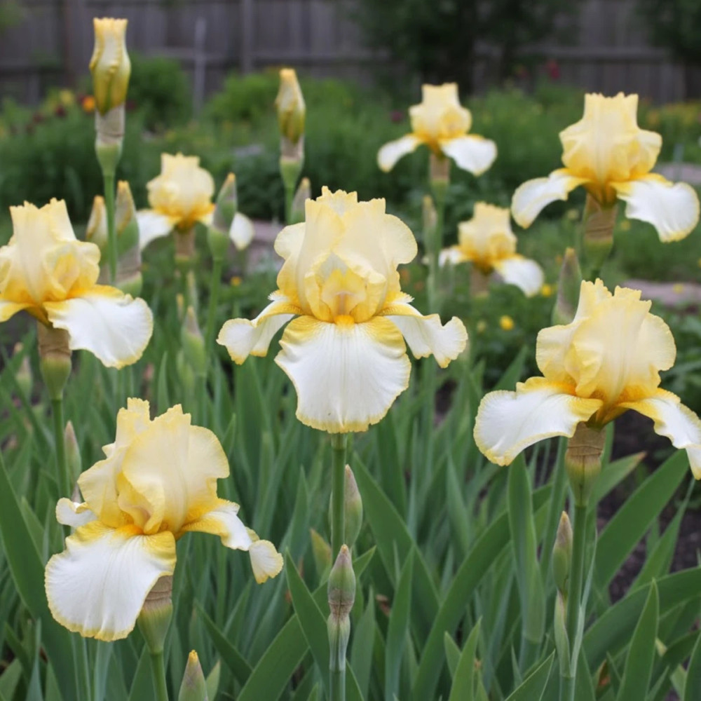 Iris des jardins Antique Ivory
